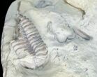 Huge Flexicalymene Trilobite From Ohio #11468-3